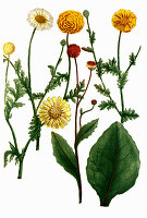 Chrysanthemum matricariae, hortense, Digitally retouched illustration