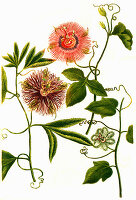 Passionsblume (Clematis passiflora und Passiflora incarnata), digital retuschierte Illustration
