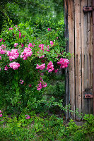 Pink rose next to a wooden door in the garden