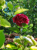 Red hydrangea in the garden, (Hydrangea)