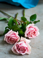 Drei rosafarbene langstielige Rosen (Rosa) auf einem Tisch