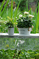 Arrangement of potted white roses and ivy in garden