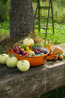 Freshly harvested colourful garden fruit in an enamel sieve, tree and ladder in the background