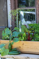 Vegetable plants and herbs in the box
