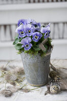 Horned violets in a pot surrounded by quail eggs and feathers
