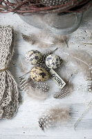 Quail eggs and feather