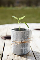 DIY-Sprouting pot with news paper
