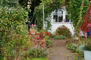 Allotment garden in autumn with an arbour overgrown with wild vines