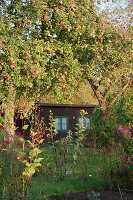 Allotment garden in autumn with arbour under apple tree