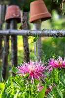 Cactus dahlia (Dahlia) 'Jeanne d'Arc' in the flower bed, behind it a fence of branches decorated with terracotta pots