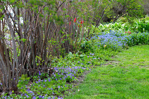 Spierstrauch (Spirea) und Veilchen (Viola) im Blumenbeet im Garten
