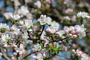 Blossoming apple tree
