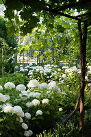 Schneeballhortensie (Hydrangea arborescens) im Garten