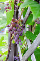 Growing red grapes on the vine