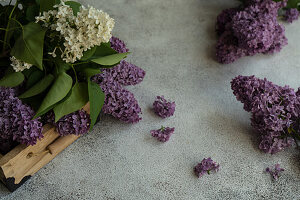 Spring card concept with fresh lilac flowers in the box on concrete background