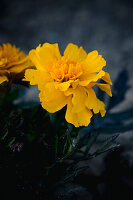 Yellow marigold flower