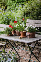 Wooden table with potted plants in the garden: tulips, white-flowering plants and herbs
