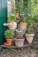 Herb garden with labelled pots on metal shelf outdoors