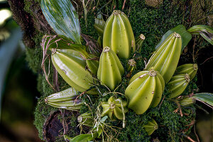 Pseudobulben einer epiphytischen Orchidee (Orchidaceae)