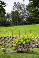 Holzkarre mit Blumen vor Zaun auf grüner Wiese