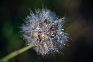 Withered dandelion (Taraxacum) with morning dew, dandelion close-up