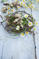 Nest of twigs with quail eggs and daisies (Bellis perennis) on wooden table