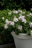 Pelargonien (Pelargonium) in weißem Pflanzkübel im Garten