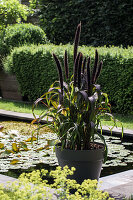 Gräser im Pflanztopf neben Seerosen-Teich im Garten