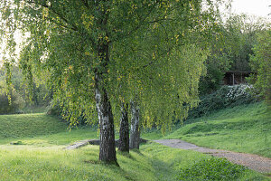 Birkenreihe mit zarten Blättern im Frühling (Betula)