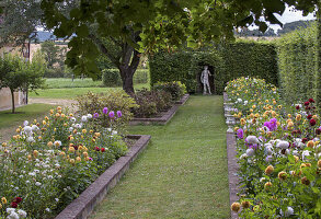 Structured dahlia beds (Dahlia) in the garden with sculpture