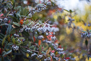 Close of the blue Barberry fruit on the bush in the autumnal garden