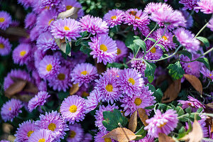 Autumnal background with variety of purple Chrysanthemums flowers in the garden