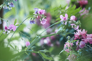 Pink vetches in the garden (Vicia)