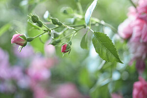 Rose buds