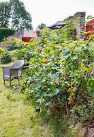 Raspberry bushes along a stone wall in the garden with wicker chair