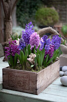 Hyacinths in a wooden box (Hyacinthus orientalis)