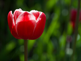 Rote-weiße Tulpe vor verschwommenem grünem Hintergrund