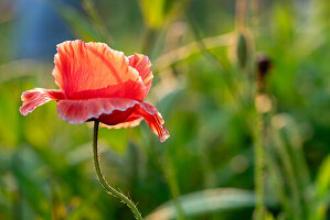 Orange poppy flower in a blurred grass field