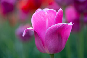 Pink tulip, blurred background