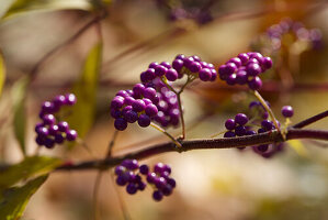 Callicarpa dichotoma, purple beauty berry, amethyst or purple beauty fruit against a blurred background