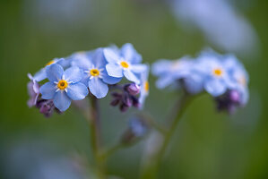 Close-up of forget-me-not flowers against a blurred background