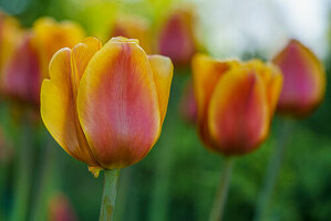 Gelb-rote Tulpen vor farbenfrohem, verschwommenen Hintergrund