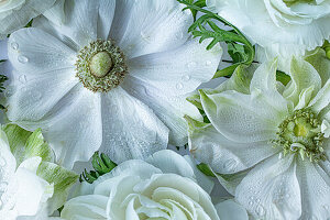 Flatlay mit weißen Blumen - Kronen-Anemone (Anemone coronaria), Asiatischer Hahnenfuß (Ranunculus asiaticus)