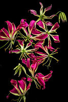 Blossoms of the crown of glory (Gloriosa superba)