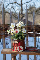 Weihnachtsrose (Helleborus niger) im rustikalen Topf auf Holzbank vor Holzzaun