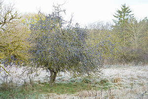 Sloe bush (Prunus spinosa) with ripe fruit in a frosty field