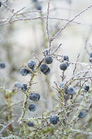 Blackthorn (Prunus spinosa) covered in hoar frost