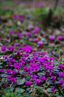 Frühlingserwachen mit lila Alpenveilchen (Cyclamen purpurascens) im Wald