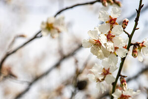 Blühender Mandelbaum (Prunus dulcis) im Frühling