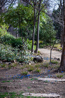Waldweg mit blühendem Blaustern (Scilla siberica) im Frühling